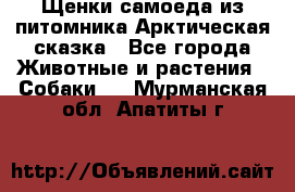 Щенки самоеда из питомника Арктическая сказка - Все города Животные и растения » Собаки   . Мурманская обл.,Апатиты г.